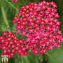 Achillea millefolium 'Cerise Queen'