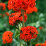 Lychnis chalcedonica - Seeds