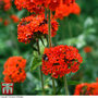Lychnis chalcedonica - Seeds