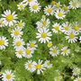 Chamomile (Wild or German) - Seeds