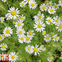 Chamomile (Wild or German) - Seeds