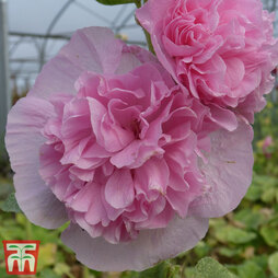 Hollyhock 'Chater's Salmon Pink'