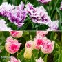 Tulip Pink Cherry Frost Collection