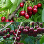 Cherry Patio Duo 'Hedelfinger & Dubbele Meikers'