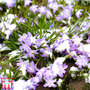 Chionodoxa luciliae 'Mixed'