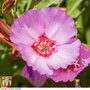 Clarkia 'Pink Buttercups' - Seeds