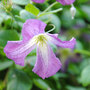 Clematis viticella