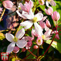 Clematis armandii 'Apple Blossom'
