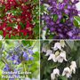 Clematis All Season Collection