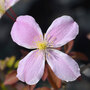 Clematis montana 'Fragrant Springs'