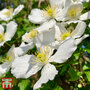 Clematis montana 'Grandiflora'