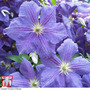 Clematis 'Perle d'Azur'