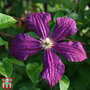 Clematis viticella 'Polish Spirit'