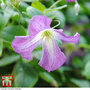 Clematis viticella