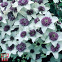 Clematis florida 'Sieboldii'