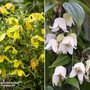 Clematis Summer Winter Duo