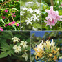 Scented Climber Collection