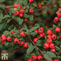 Cotoneaster suecicus 'Coral Beauty'