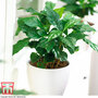 Arabian Coffee Plant - House Plant Seeds
