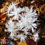 Colchicum autumnale 'Album'
