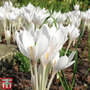 Colchicum autumnale alboplenum