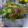 Painted Nettle - House Plant Seeds