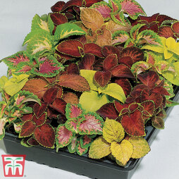 Coleus 'T&M Prize Strain Improved Mixed' - Seeds