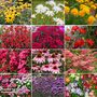 Vibrant Perennial Collection