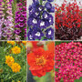 Perennial Collection