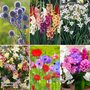 Summer Plant + Bulb Bundle