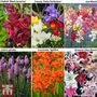 Summer Bulb Collection
