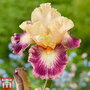Iris 'Comme un Sourire'