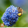 Ceanothus 'Concha'