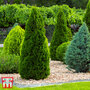 Nurseryman's Choice Conifer Collection