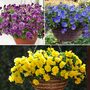Pansy Coolwave Collection