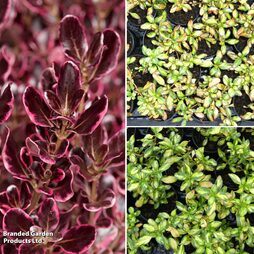 Coprosma 'Trio Collection'