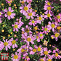 Coreopsis rosea 'American Dream'