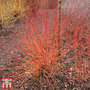 Cornus sanguinea 'Anny's Winter Orange'