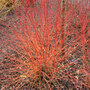 Cornus sanguinea 'Anny's Winter Orange'