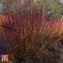 Cornus amomum 'Blue Cloud'