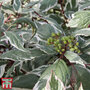 Cornus alba 'Sibirica Variegata' (Hedging)