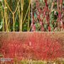 Cornus 'Winter Stems' Collection