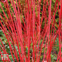 Cornus alba 'Sibirica'