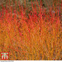 Cornus sanguinea 'Midwinter Fire'