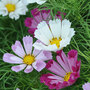 Cosmos bipinnatus 'Sea Shells' - Seeds