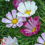 Cosmos bipinnatus 'Sea Shells' - Seeds