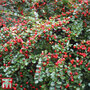 Cotoneaster dammeri