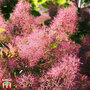 Cotinus coggygria