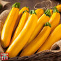 Courgette 'Lingodor' F1 Hybrid - Seeds