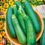 Courgette 'Sure Thing'